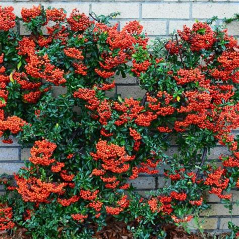 desert star vine|graber pyracantha vine.